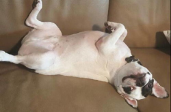 网红被狗咬,宠物安全与责任探讨